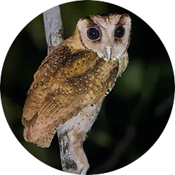 Indian Scopes Owl