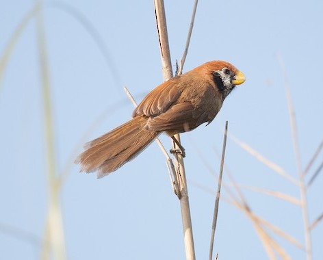 Black breasted Parrotbill